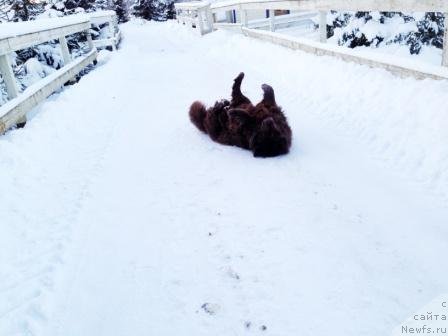 Фото: ньюфаундленд Петер-Беар Бизерта Соул