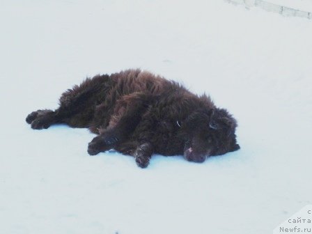 Фото: ньюфаундленд Петер-Беар Бизерта Соул