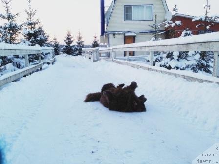 Фото: ньюфаундленд Петер-Беар Бизерта Соул