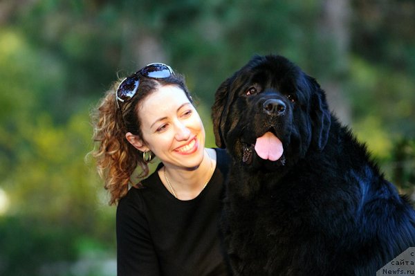 Фото: ньюфаундленд Загадка Доминика Кара Дениз (Zagadka Dominika Kara Deniz), Марина Демидова