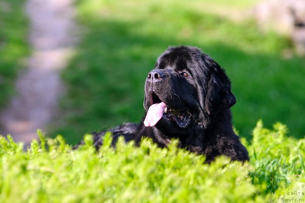 Фото: ньюфаундленд Загадка Доминика Кара Дениз (Zagadka Dominika Kara Deniz)