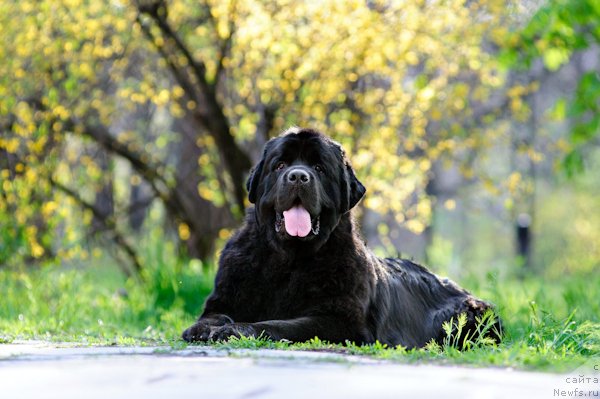 Фото: ньюфаундленд Загадка Доминика Кара Дениз (Zagadka Dominika Kara Deniz)