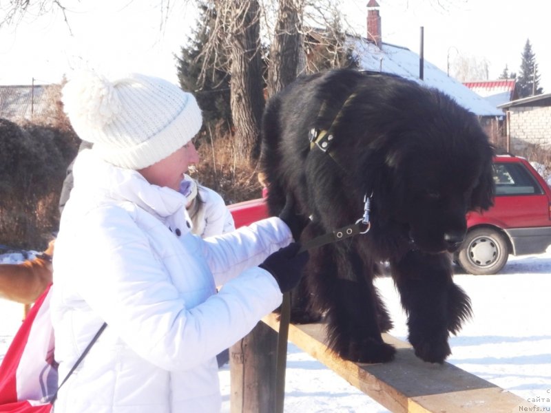 Фото: ньюфаундленд Би Перфект Арабелла, Ирина Павлова