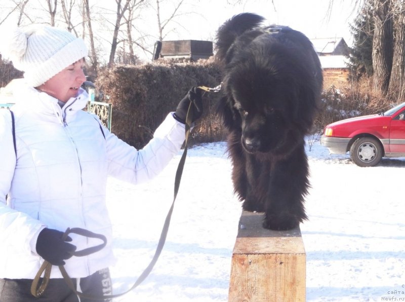 Фото: ньюфаундленд Би Перфект Арабелла, Ирина Павлова