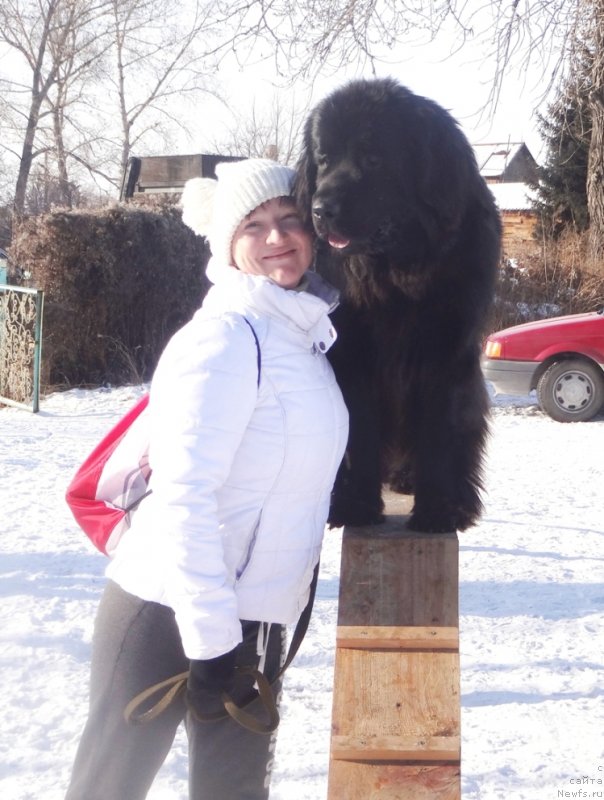 Фото: ньюфаундленд Би Перфект Арабелла, Ирина Павлова