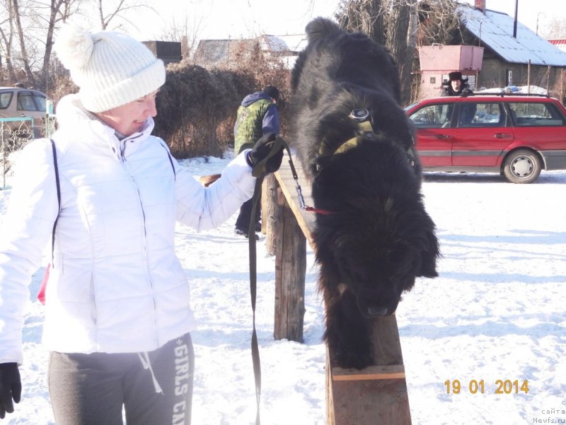 Фото: ньюфаундленд Би Перфект Арабелла, Ирина Павлова