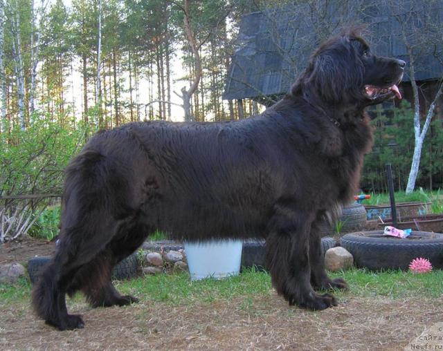 Фото: ньюфаундленд Сент Джонс Джуди