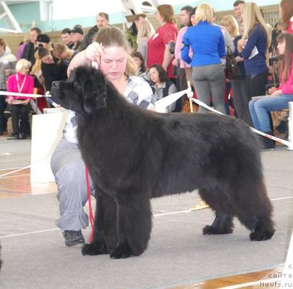 Фото: ньюфаундленд Соло Юта из Племени Кедра