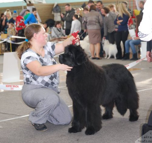 Фото: ньюфаундленд Соло Юта из Племени Кедра