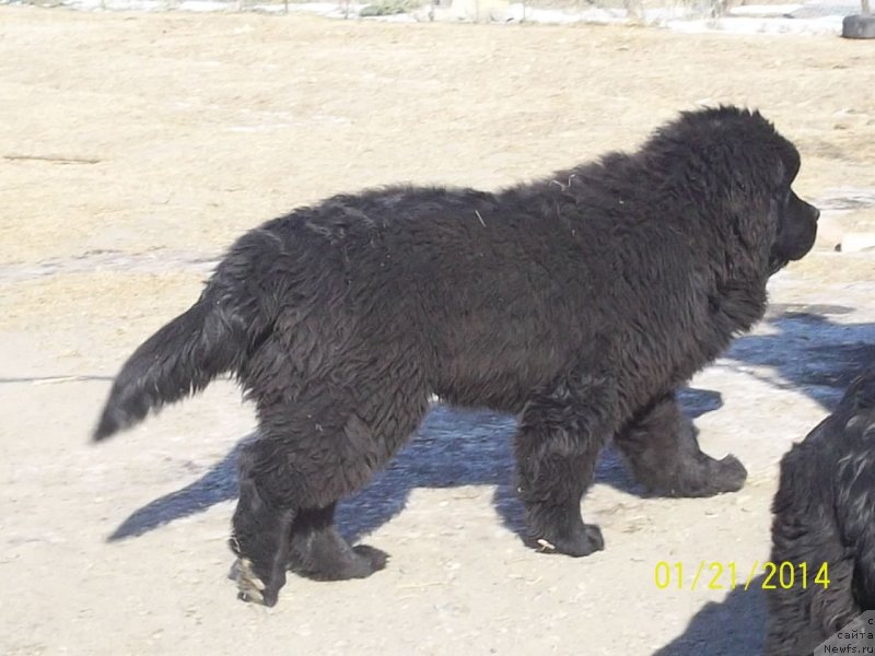 Фото: ньюфаундленд Супер Премиум Нао Дел Трато