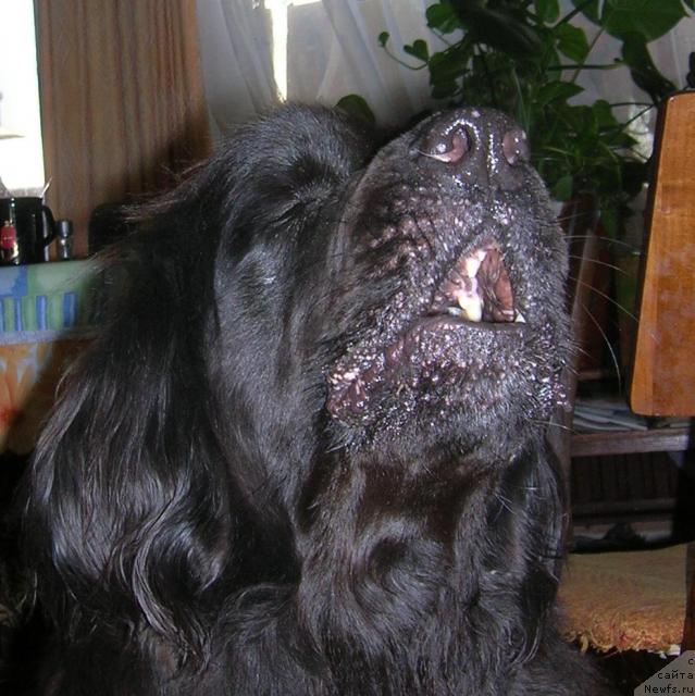 Фото: ньюфаундленд Сент Джонс Джуди