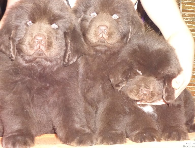 Фото: кобели, ньюфаундленд Супер Премиум Брабус
