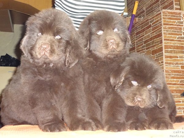 Фото: дети, ньюфаундленд Супер Премиум Брабус