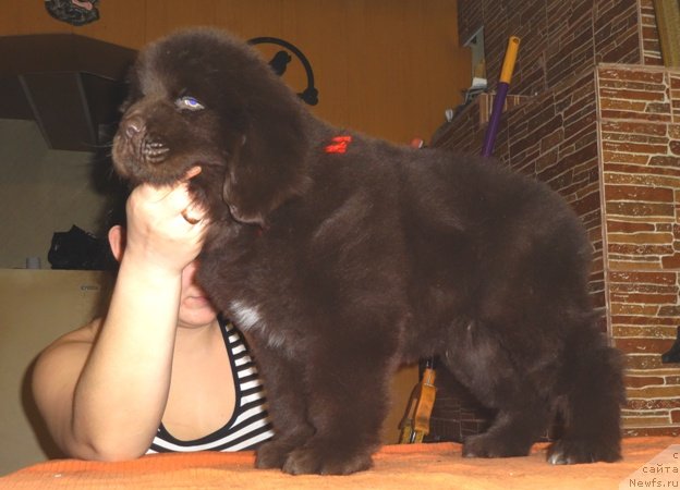 Фото: ньюфаундленд Ньюфорт Юрай Квин