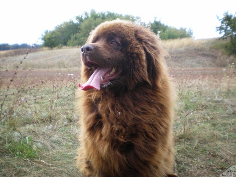 Фото: ньюфаундленд Лесная Сказка Ермак