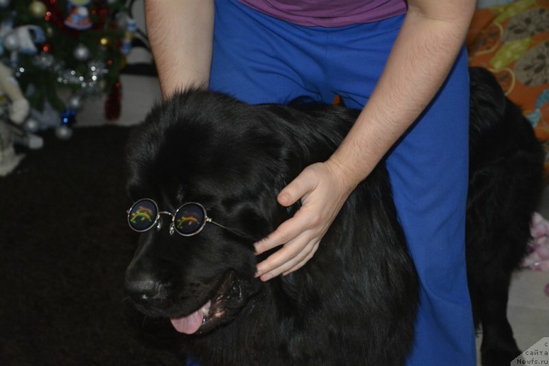 Фото: ньюфаундленд Ван Лен Тайм Олдер