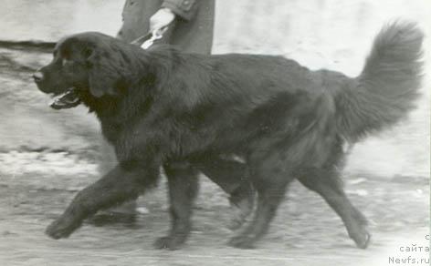 Фото: ньюфаундленд Норд Мак