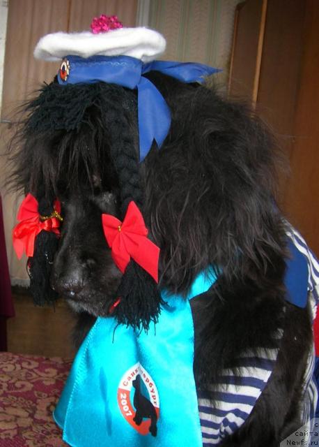 Фото: ньюфаундленд Сент Джонс Джуди