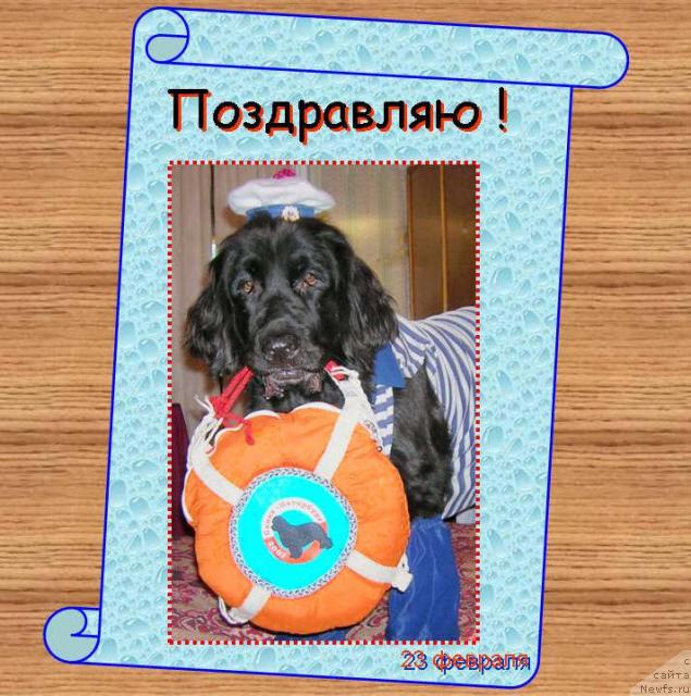 Фото: ньюфаундленд Сент Джонс Джуди