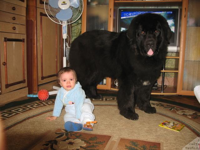 Фото: ньюфаундленд Хамэни из Медвежьего яра