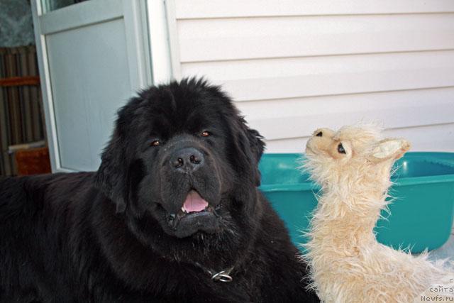 Фото: ньюфаундленд Потап Фидель