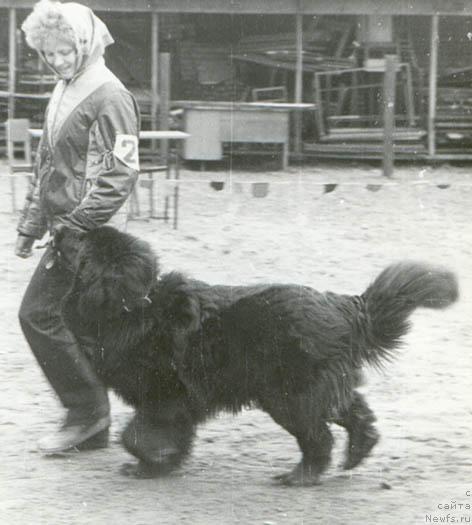 Фото: ньюфаундленд Нега