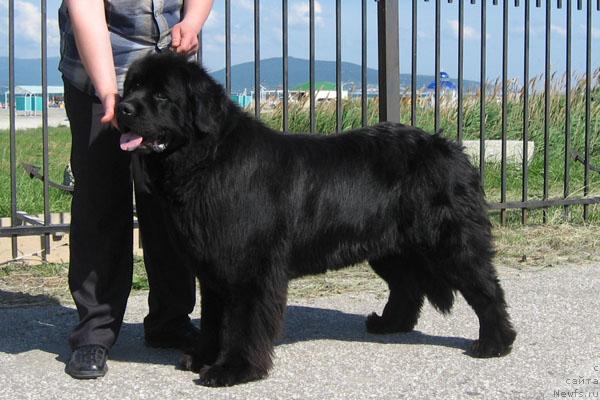 Фото: ньюфаундленд Кай Чёрное Чудо