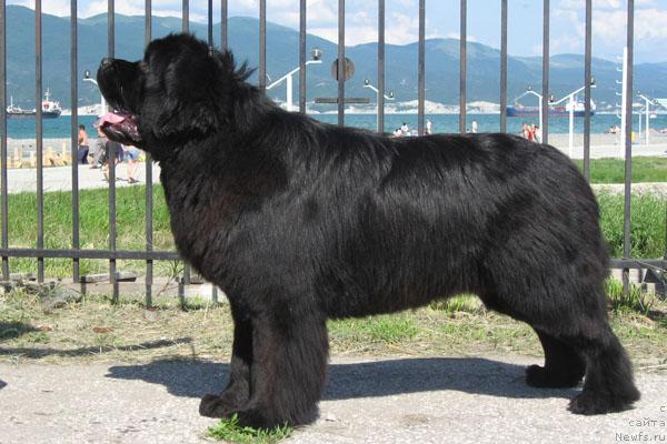 Фото: ньюфаундленд Закадычный Друг с Берега Дона (Zakadychny Dryg s Berega Dona)