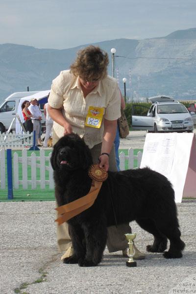 Фото: ньюфаундленд Кингова Дочь с Берега Дона (Kingova Doch s Berega Dona)