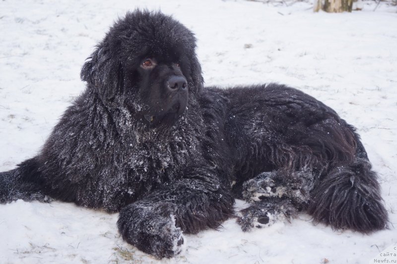 Фото: ньюфаундленд Питерньюф Чабот Армагнак