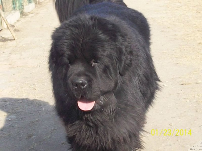 Фото: ньюфаундленд Супер Премиум Микадо (Super Premium Mikado)