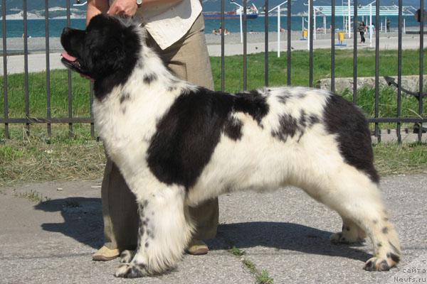 Фото: ньюфаундленд Плюшевая Панда Дениза для Берега Дона (Plushevaya Panda Deniza Dlja  Berega Dona)
