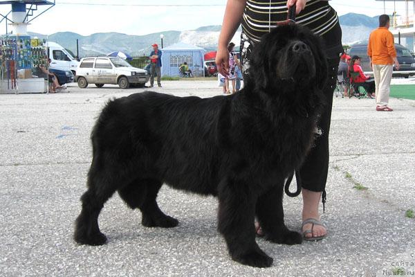 Фото: ньюфаундленд Плюшевая Панда Бархатная Роза (Plushevaya Panda Barhatnaya Roza)