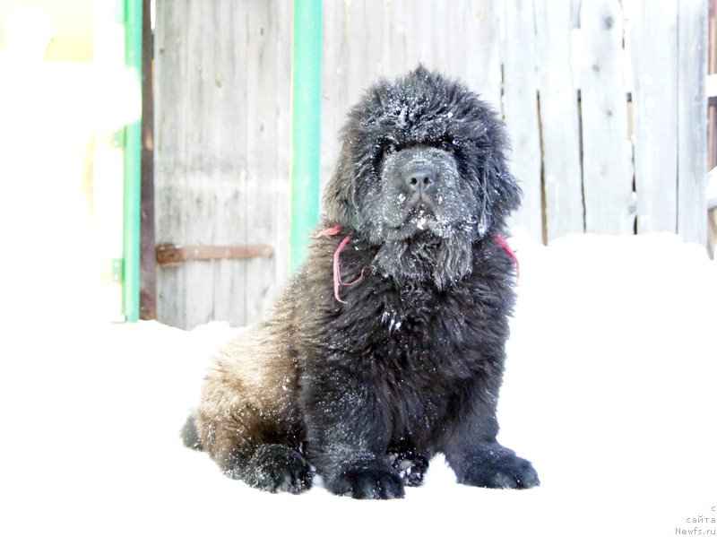 Фото: ньюфаундленд Супер Бизон Леонардо