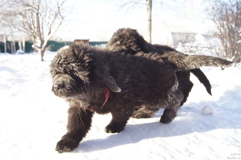Фото: ньюфаундленд Супер Бизон Леонардо