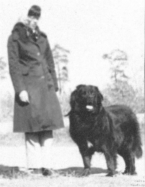 Фото: ньюфаундленд Алан Дайвер