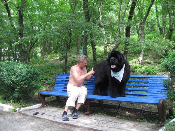 Фото: ньюфаундленд Закадычный Друг с Берега Дона (Zakadychny Dryg s Berega Dona)