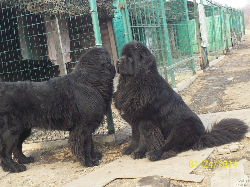 Фото: ньюфаундленд Супер Премиум Линиэль Дайлиррин (Super Premium Liniel Daylirring), ньюфаундленд Супер Премиум Микадо (Super Premium Mikado)