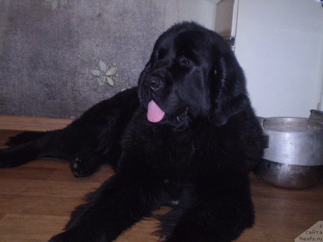 Фото: ньюфаундленд Гем Оф Юниверс