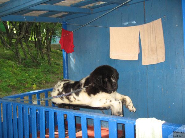 Фото: ньюфаундленд Плюшевая Панда Дениза для Берега Дона (Plushevaya Panda Deniza Dlja  Berega Dona)