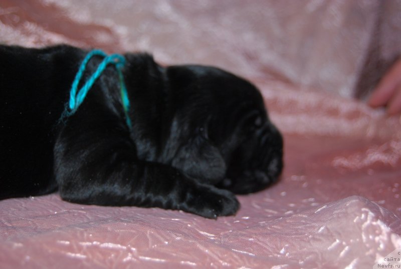 Фотография № 144815