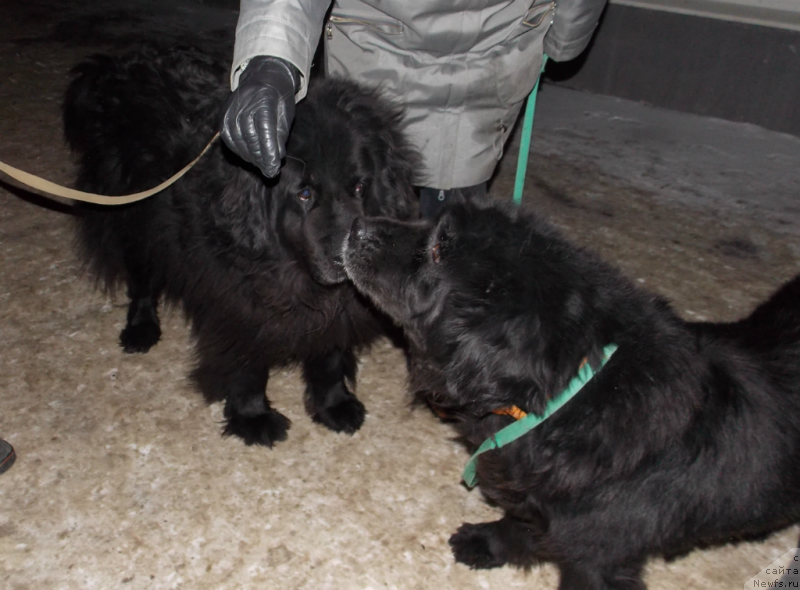 Фото: ньюфаундленд Лепесток Лилии, Гера, Дюша