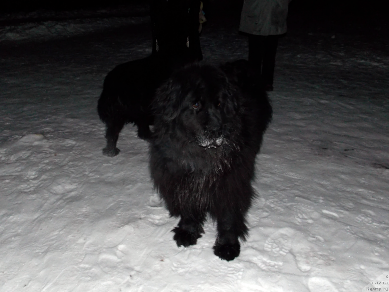 Фото: ньюфаундленд Лепесток Лилии, Гера