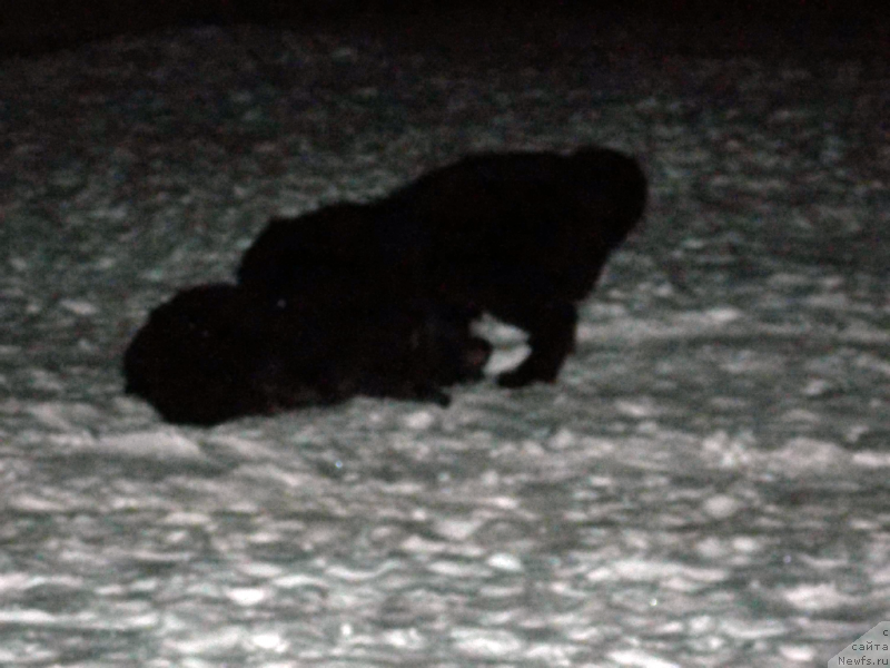 Фото: ньюфаундленд Лепесток Лилии, ньюфаундленд Лемюэль Дериен