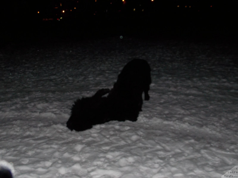 Фото: ньюфаундленд Лепесток Лилии, ньюфаундленд Лемюэль Дериен