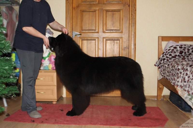 Фото: ньюфаундленд Лаймар Сейнари