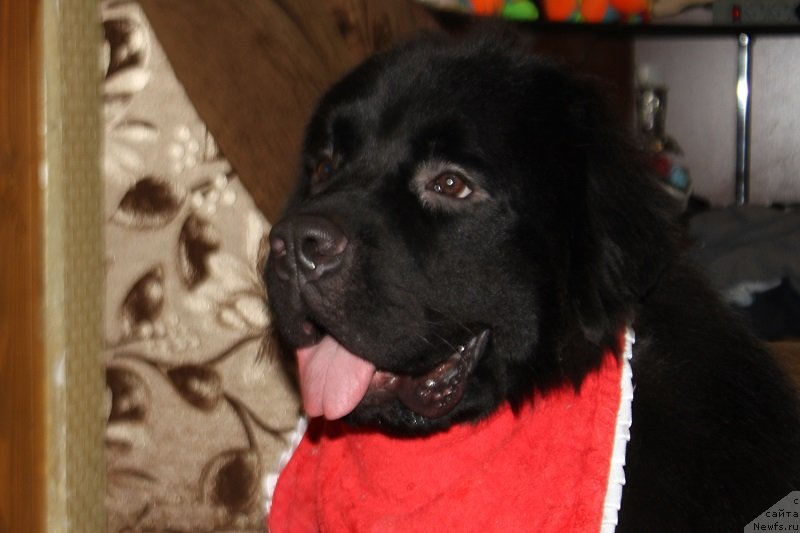 Фото: ньюфаундленд Лаймар Сейнари