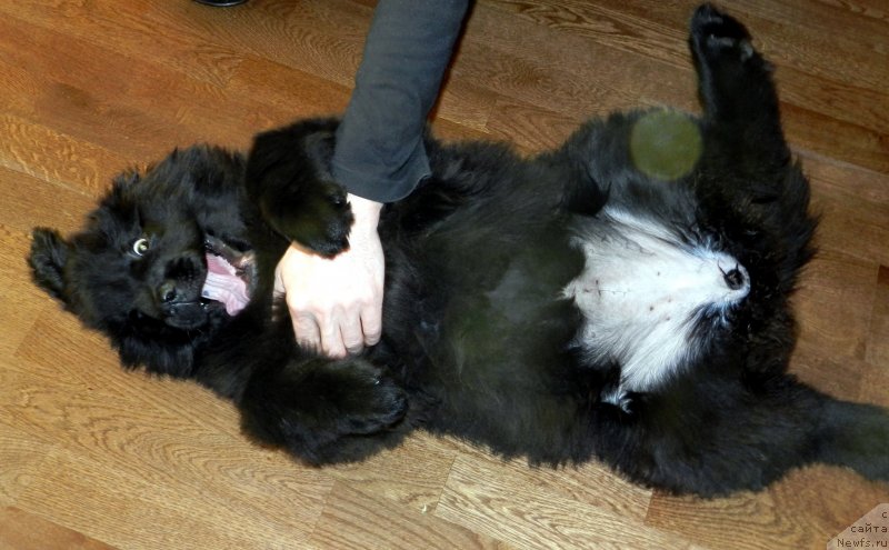 Фото: ньюфаундленд Забава Путятишна