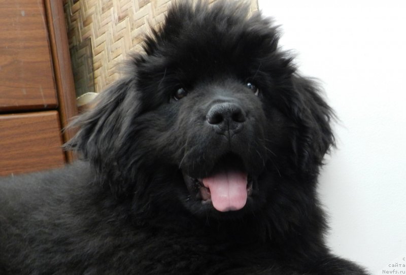 Фото: ньюфаундленд Забава Путятишна