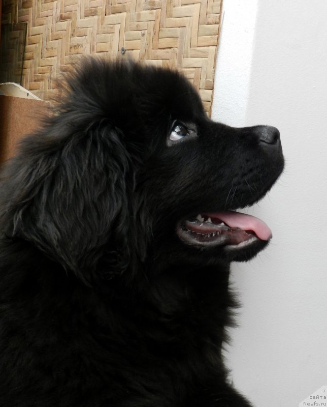 Фото: ньюфаундленд Забава Путятишна